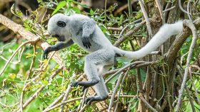 V Zoo Praha pokřtili další opičí mládě, gueréza pláštíková dostala jméno Kibo.