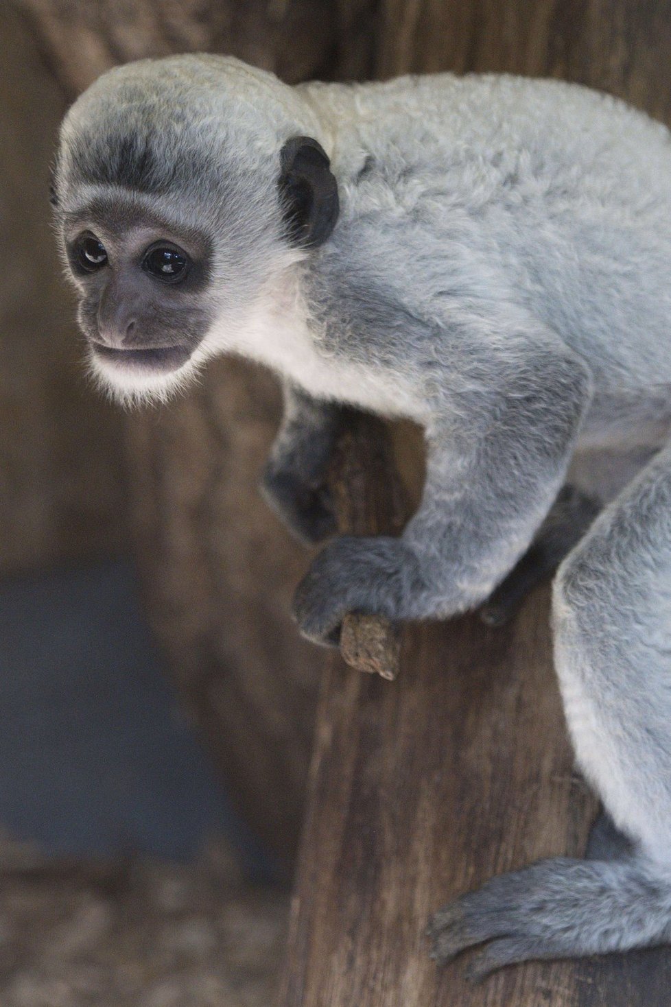 V Zoo Praha pokřtili další opičí mládě, gueréza pláštíková dostala jméno Kibo.