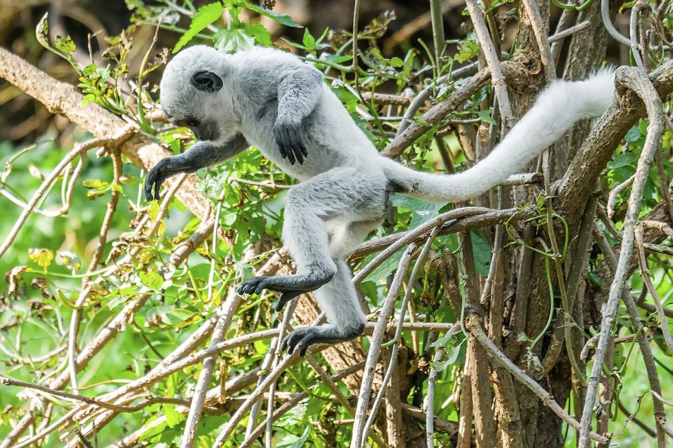 V Zoo Praha pokřtili další opičí mládě, gueréza pláštíková dostala jméno Kibo.