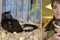Nemocného tamarína si vzala do pěstounské péče. Opičku zachránila před smrtí