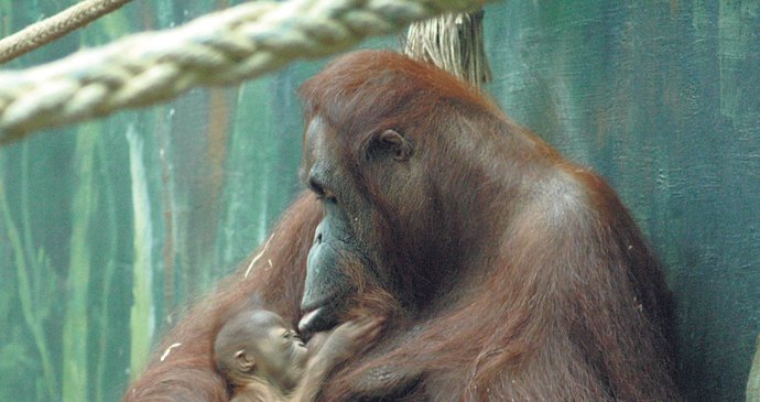Orangutanka Žaneta je vzornou mámou. O mládě od narození pečuje a hlídá ho. Aby ne. Je to už její šesté mládě, takže je ve výchově zkušená.
