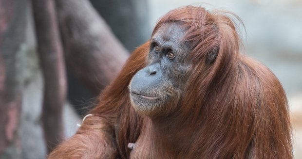 Orangutaní máma přišla o mládě a postřelili ji. Teď se vrací do přírody, vyhráno ale nemá