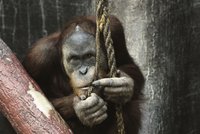 Orangutaní puberťáci naposled v pražské zoo