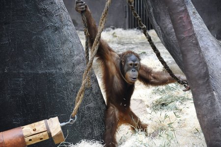 Orangutany čeká luxusní ubytování v bratislavské ZOO