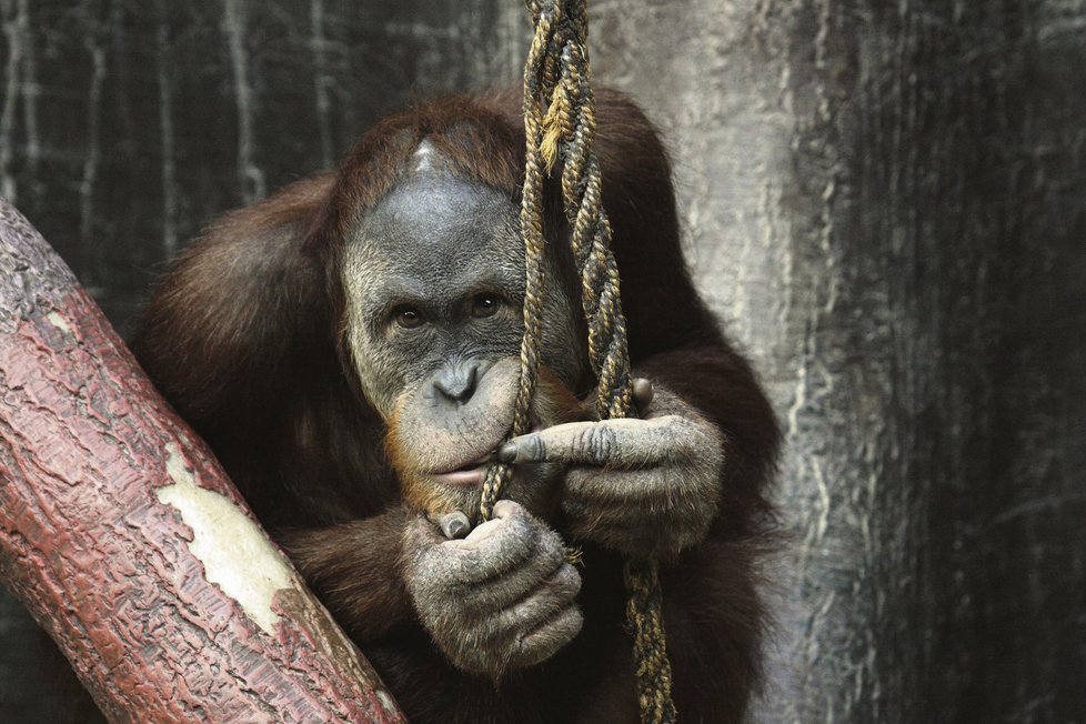 Orangután ve slovenské zoo