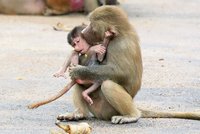 Podívejte se na opičí výchovu v hamburské zoo