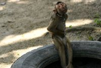 Opice přivázané na řetězu otročí kvůli zboží v regálech. Supermarkety jej vyřazují