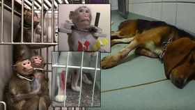Opice ve svěrácích i krvácející psi. Ochránci zvířat natočili šokující praktiky laboratoře