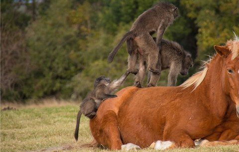 Sodoma Gomora v jihoafrické rezervaci: Opičí orgie na hřbetu koně!
