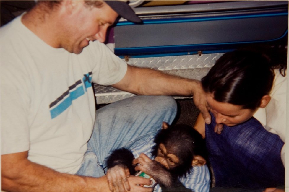 Milovaný šimpanz v záchvatu brutálně napadl ženu: Roztrhal jí obličej a snědl oči