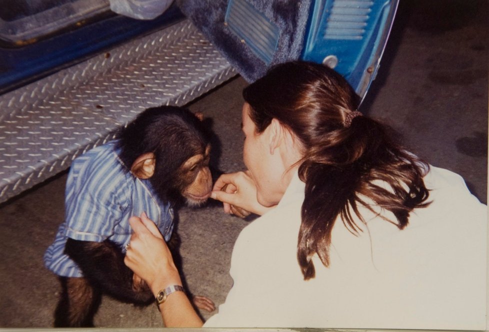 Milovaný šimpanz v záchvatu brutálně napadl ženu: Roztrhal jí obličej a snědl oči