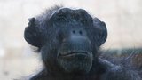 Zemřela nejstarší šimpanzice Evropy Judy (†49): Po snídani usnula a už se neprobudila