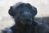 Nový šimpanz v Plzni! Geneticky cenná Brigitte má jasný úkol: Zplodit s Baskem potomka