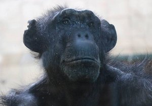 Šimpanzice Brigitte v plzeňské zoo.