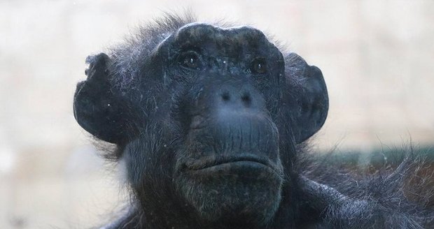 Šimpanzice Brigitte v plzeňské zoo.