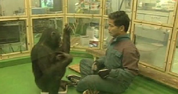 Paměťové testy vyhrál šimpanz nad člověkem na plné čáře