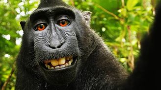 Americký fotograf, kterého žaluje opice kvůli selfie, skončil na mizině