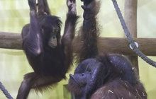 Zoo přišla o ikonu: Ňuňáka zabila rakovina plic 