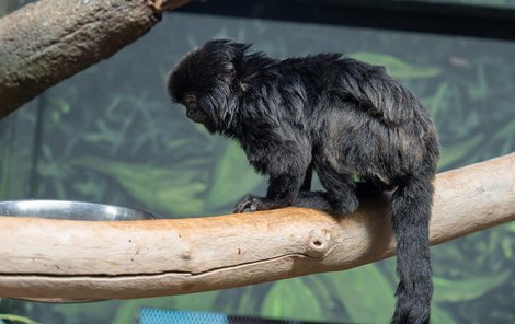 Do zoo přicestovala mladá samička Kalimika, která se má stát zakladatelkou nového chovu těchto zvláštních primátů.