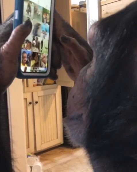 Šimpanz měl při požívání telefonu ve tváři koncentrovaný výraz.
