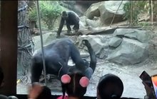 Děti, zavřete oči! Náruživé gorily si užívaly před návštěvníky