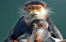 První mláďata nejkrásnějších opic langurů duk narozená v Česku: CHEE-VA A CHEE-VIT ODLETĚLI DO SVĚTA