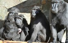 Opice utekly z děčínské zoo: Makaky vypustil zfetovaný vandal