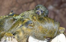 V olomoucké zoo se narodila opičí dvojčátka: Na tátových zádech je nejlíp!