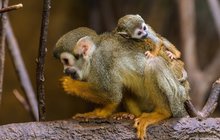 Opičí jesle u kotulů veverovitých v Zoo Praha: POŘÁDNĚ SE, PRCKU, ČAPNI...