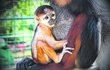 Opičátko se mámy od narození pevně drží.