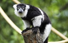 Opičí výměna v pražské zoologické zahradě: Fania má přelétavého kluka