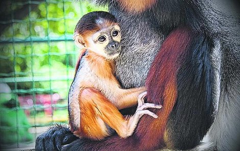 Opičátko se mámy od narození pevně drží.