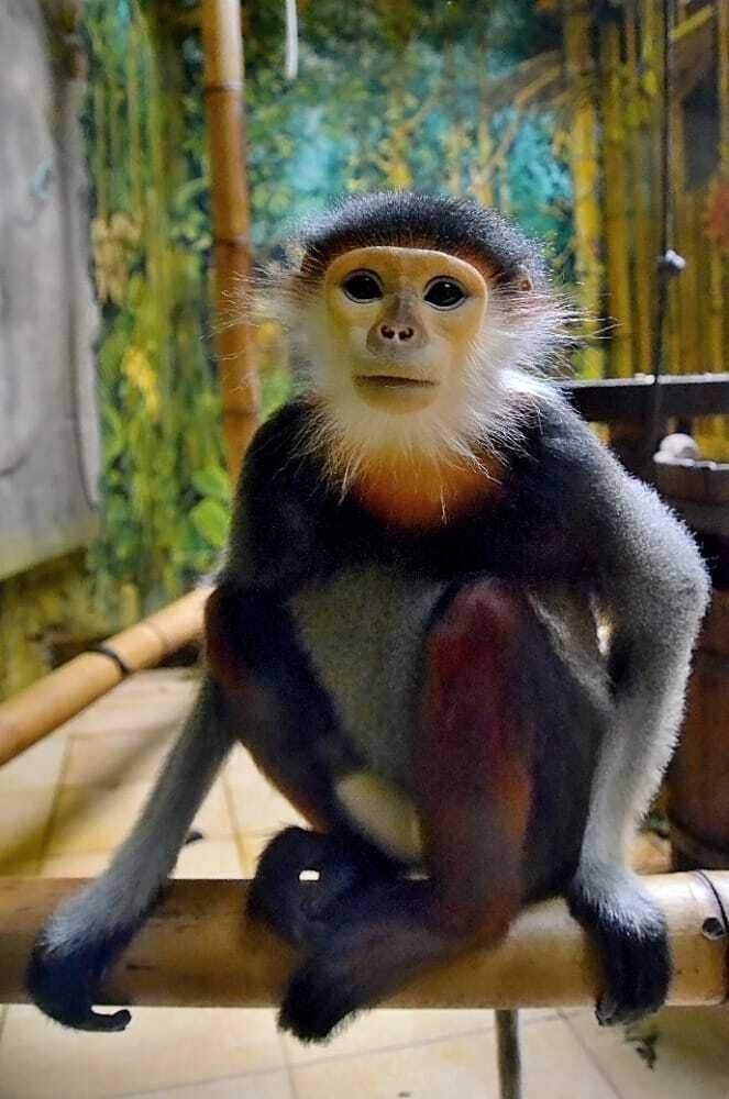 Poslední foto Chee-vita v Zoo Chleby.