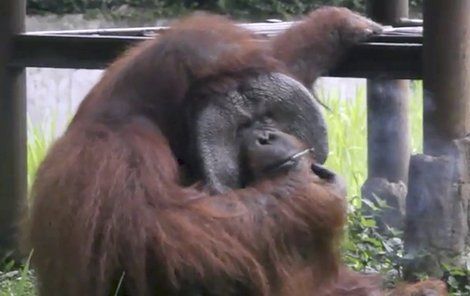 Orangutaní samec Bandun (22) si rád zakouří