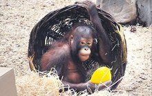 Páté narozeniny orangutanky: Tessa si připila moštem!