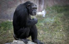 Kouřící opice Azalea (19) ze zoo diktátora Kim Čong Una: Čadí krabičku denně!