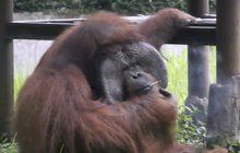 Orangutan kouří, ochránci se bouří