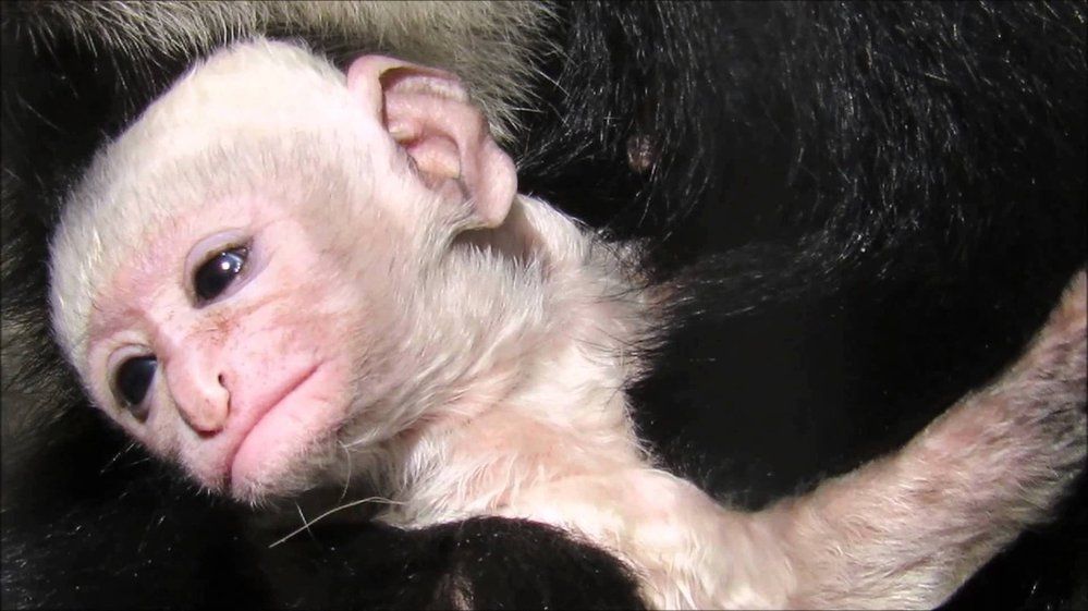 Opičí mláďátko nešetří roztomilostí