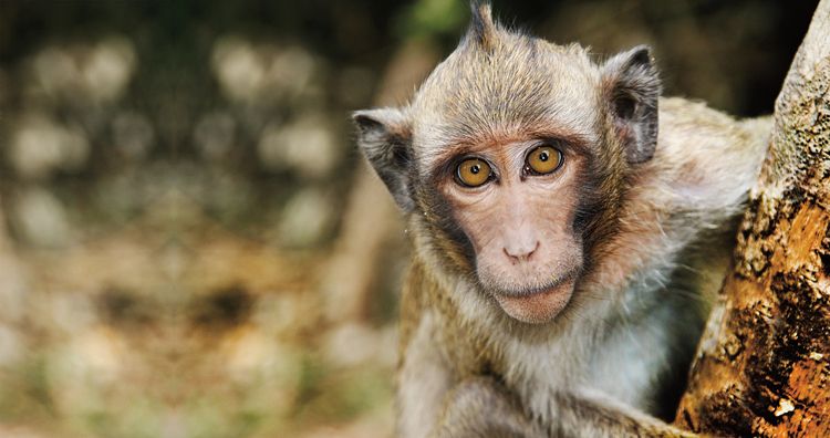Hlavní roli ve výzkumu hrál makak jávský (Macaca fascicularis), po jmenovaný Emilio
