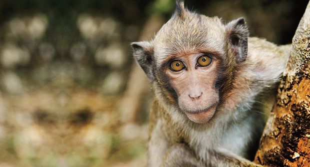 Tajemství řeči: Proč si nepopovídáme s opicí?