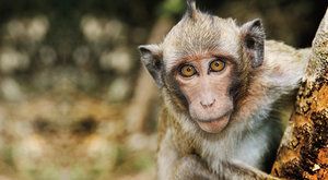 Tajemství řeči: Proč si nepopovídáme s opicí? 