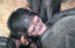 Šimpanzí mládě Caila s mámou, tentokrát jako tříměsíční.