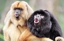 Opice čekají na nový uPhone