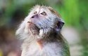 V přírodě patří makak jávský k nejrozšířenějším druhům