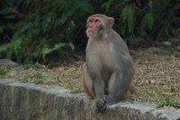 Policie v Japonsku pátrá po divoké opici: Za dva dny napadla deset lidí, včetně kojence!