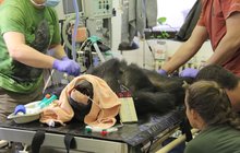 Šimpanzici trápil chrup: Tři zuby musely z huby