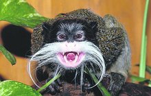 Tamarín vousatý: Opička, která se neholí