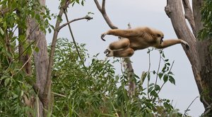 Opičí olympiáda: Nejlepší sportovní výkony 