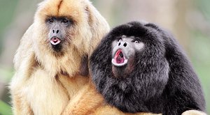 Když zuby promluví: Domov opiček z Jižní Ameriky je v Africe 