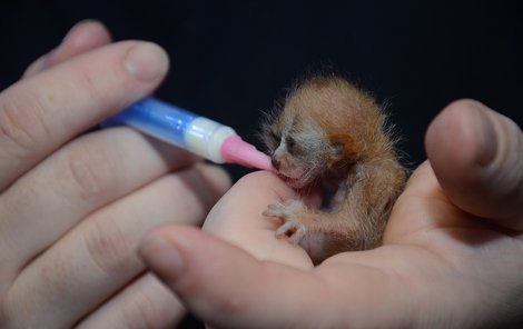 Matka mládě odložila. Drobečka, který se schová do dlaně, se proto ujal ošetřovatel.